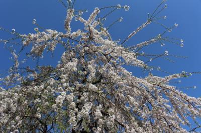 ２０２４　桜さんぽ・上野公園