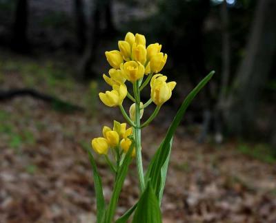 団塊夫婦の春の花散歩・2024続報2ー絶滅危惧種のキンランの花が見れました