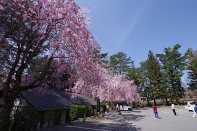 身曾岐神社の桜、あるいは水上温泉にて飲み放題のホテルに宿泊