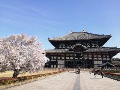 ’２４　京都・奈良桜さんぽ１６　奈良（興福寺～氷室神社～奈良公園～東大寺）