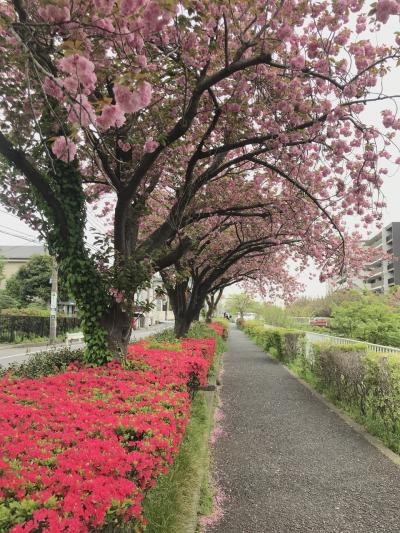 初夏、帷子川を遡る（鶴ヶ峰発）