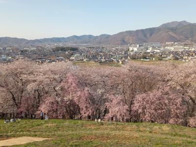 松本２０２４桜　【３】弘法山古墳