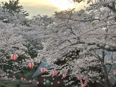 ２０２４年4月　山口県-山陽小野田市　夕暮れの若山公園で桜を見ました。