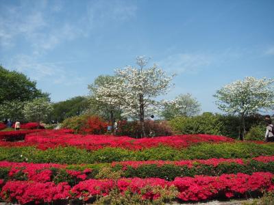 館林 つつじが岡公園 ツツジが見頃を迎えました