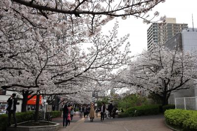 ２０２４年春　大井水神公園の桜