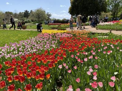 2024年4月　桜の次はチューリップ！！国営昭和記念公園で花見