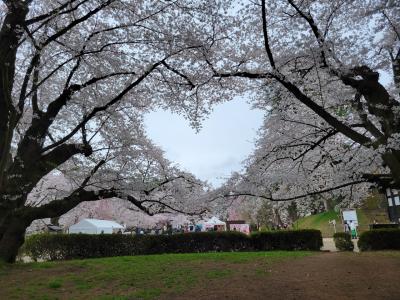 2024春～満開の青森・弘前公園さくらまつり１泊２日の旅～