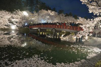 弘前公園で満開の桜を愛でる（2024弘前さくらまつり)