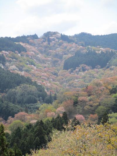 吉野にて、散る桜 残る桜も散る桜  2024.04