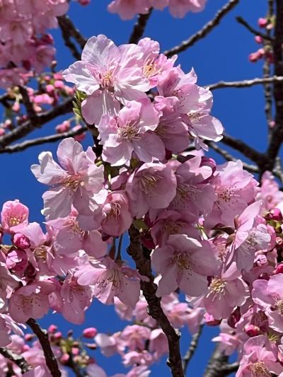 満開の河津桜を求めて