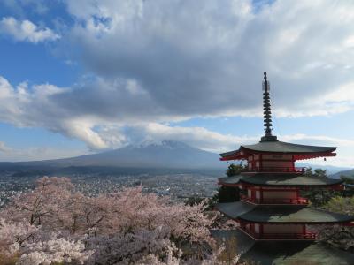 マドンナ(聖母)たちの桜まつり 2024-4 山中湖（鳴沢氷穴＆富岳風穴＆新倉山浅間公園＆忍野八海）