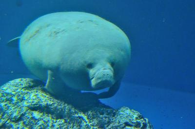 青嵐薫風 伊勢紀行①鳥羽水族館（前編）