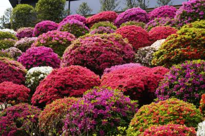 20240421-1 根津 根津神社のつつじ苑が素敵に花盛りで、ものすごい人混みで…