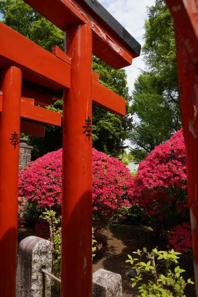 20240421-2 根津 見頃なツツジの横にも行列です。根津神社本殿、乙女稲荷神社にお参りを。