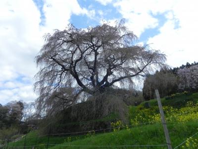 桜の便りに誘われて、大和の宇陀から桜井、室生の里へ。