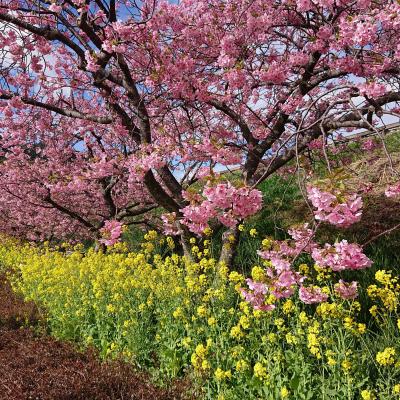 河津桜を見に