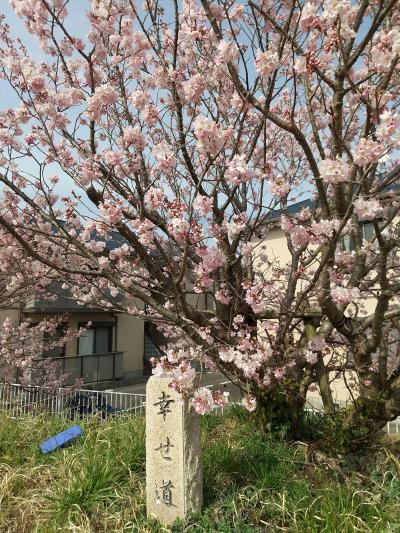 ピンクの春めき桜満開ー春木径ー&#127800;