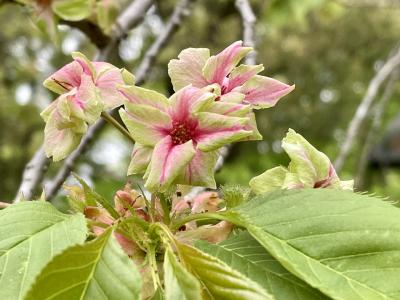 奈良　春日大社　萬葉植物園「御衣黄」・藤棚～京都　国宝の五重塔・海住山寺へ