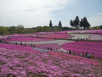 羊山公園２０２４芝桜