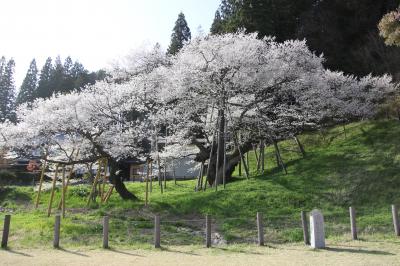 樹齢千百年の日本を代表するエドヒガンザクラ臥龍桜と初逢瀬