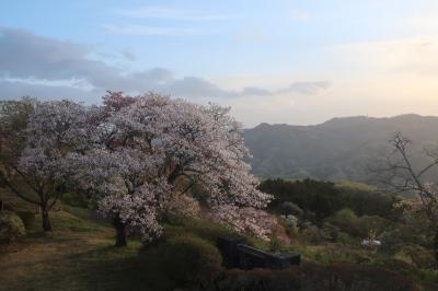 秩父・桜雲海チャレンジは失敗、でもそれなりに楽しめた旅～美の山公園、羊山公園