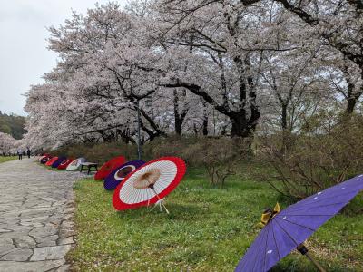 さくらツアー3日目です。今日は北上展勝地♪期待大(^^♪