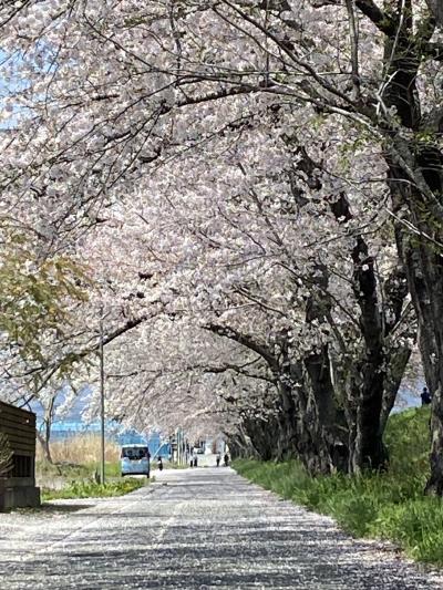 桜見ながらドライブ