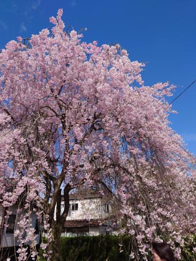 桜満開のはずだった秋田旅～角館編～