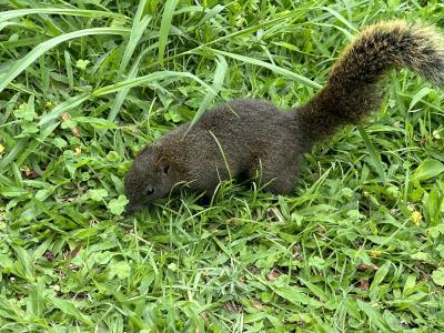 台北ひとり旅　3日目　お土産を購入し、台北植物園、中正紀念堂・二二八和平公園！