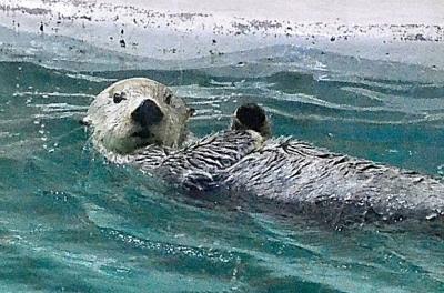 青嵐薫風 伊勢紀行②鳥羽水族館（後編）