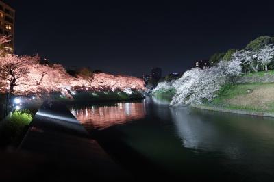 東京桜紀行２０２４