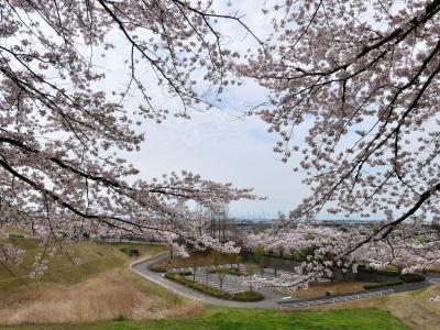 「八王子山公園墓地」のサクラ_2024_まだ花は残っていて、終盤だがまだ見頃でした(太田市）