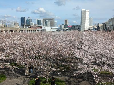 2024年さくら紀行　☆日本列島の桜が散り終わらぬ前に＊さくら広場（千葉幕張）＊富士霊園（静岡）