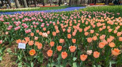 茨城 / ひたちなか　毎年来ている大好きな公園  ひたちなか海浜公園