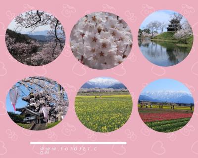 2024sakuraシリーズ４　長野、新潟、富山の桜の名所を訪ねる2日間♪