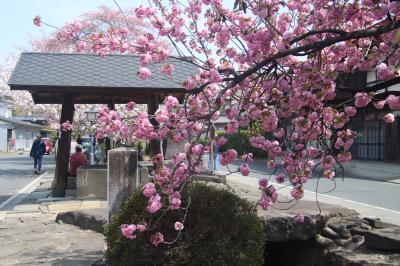 この春最後のお花見！「白井宿の八重桜」
