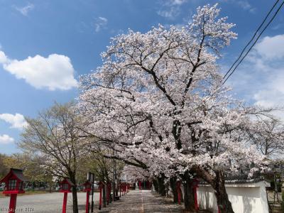 「大慶寺」のサクラ_2024_散り始めてましたが、まだ綺麗に見られました（太田市）