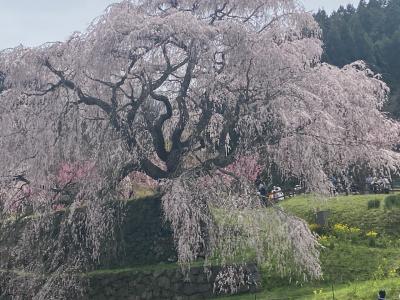 桜満開