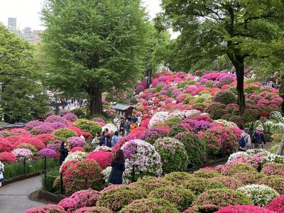 2024年4月　チューリップの次はツツジ！！名所根津神社へ