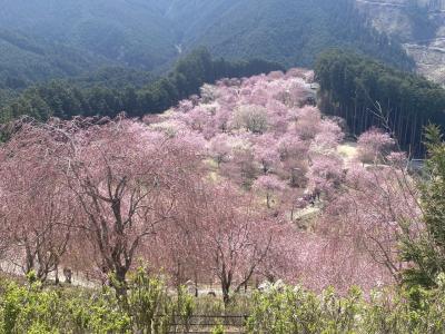 吉野桜巡り