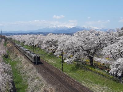 三度目の正直・白石川堤一目千本桜2024