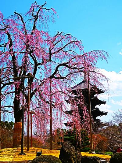 京都-4　東寺4/5　不二桜-樹齢120年超　五重塔-高さ55m/日本一　☆絶妙の時期-出会い