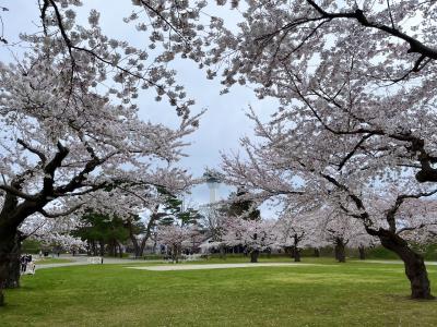 桜を見にカーシェアで行く☆函館一人旅