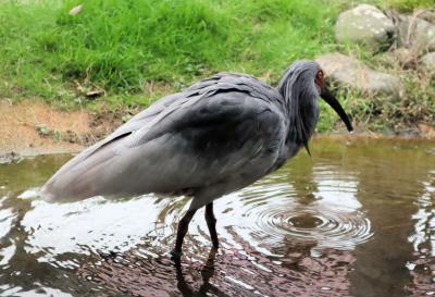 北陸応援割で佐渡の旅・・大形フェリーで佐渡へ、トキの森公園を訪ねます。