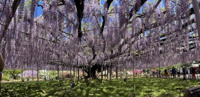 あしかがフラワーパーク、樹齢１６０年を超える大藤、長さ８０Mもの白藤トンネル、花の盛りに行ってきました。