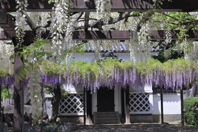 甘い香りに包まれて～♪ 葛井寺の藤まつり