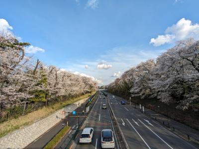 2024年春 都内お花見サイクリング＆散歩記