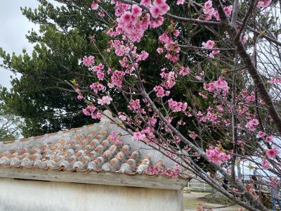●2月の沖縄 オープン戦やら水族館やらどんより天気でも楽しんだ備忘録●