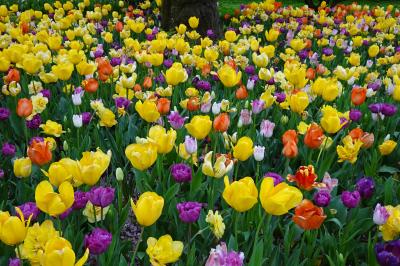 昭和記念公園のチューリップ～新宿で中華に絶品ミルフィーユ・東京美術館と花巡り旅④２日目午後