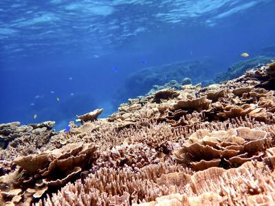 宮古島でシュノーケリング♪